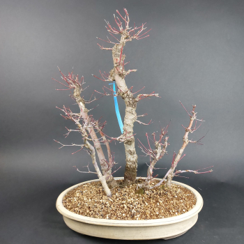 Preview: Bonsai - Fächerahorn, Acer Palmatum Arakawa