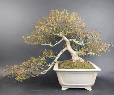Bonsai - Jap. Satsuki Azalee, Kinsai