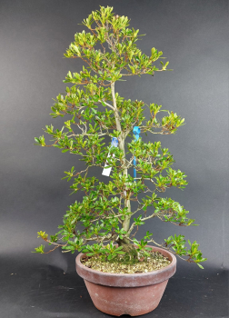 Preview: Bonsai - Jap. Satsuki Azalee, Aika