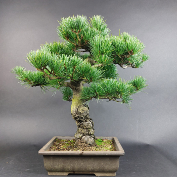 Bonsai - Mädchenkiefer, Pinus Pentaphylla, Japan