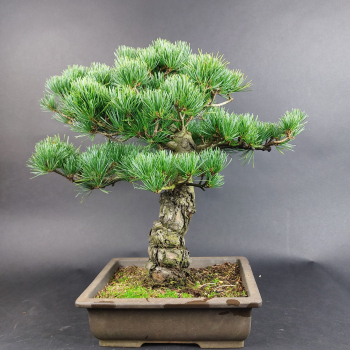 Preview: Bonsai - Mädchenkiefer, Pinus Pentaphylla, Japan