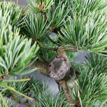 Preview: Bonsai - Mädchenkiefer, Pinus Pentaphylla, Japan
