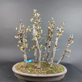 Bonsai - Quince, Cydonia sinensis