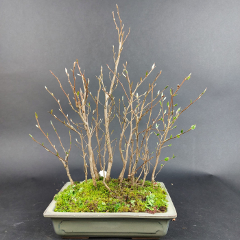 Bonsai - Stewartia monadelpha