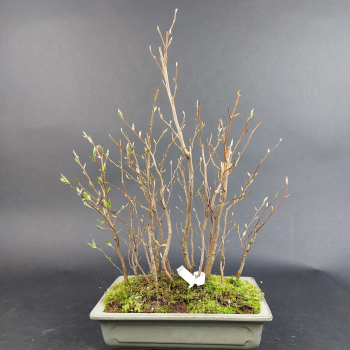 Bonsai - Stewartia monadelpha