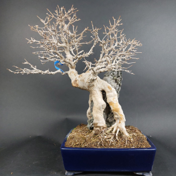 Bonsai - Dreispitzahorn, Acer Buergerianum Ishizuki Rock