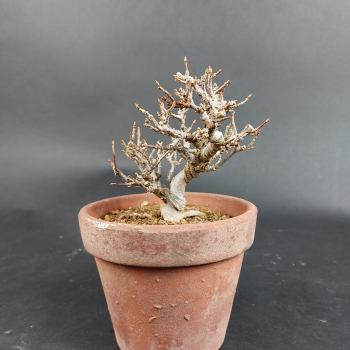 Bonsai - Trident Maple, Acer Buergerianum, Shohin