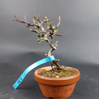 Bonsai - Zierquitte, Chaenomeles speciosa, Chojubai weiß