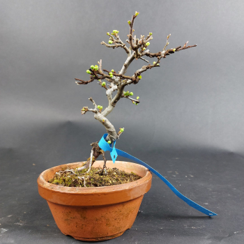Preview: Bonsai - Zierquitte, Chaenomeles speciosa, Chojubai weiß
