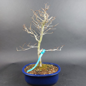 Preview: Bonsai - Kerbbuche, Fagus Crenata, Japan