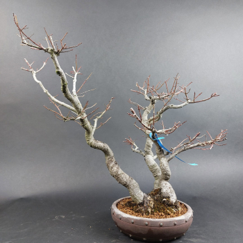 Bonsai - Euonymus alatus