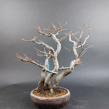 Bonsai - Euonymus alatus