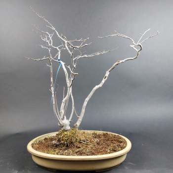 Bonsai - Ilex Serrata, Jap. Winterbeere, weiblich