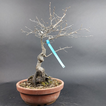 Preview: Bonsai - Diospyros Kaki, Weiblich, Rot