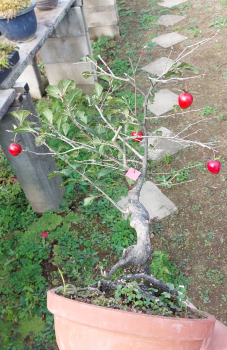 Preview: Bonsai - Diospyros Kaki, Weiblich, Rot