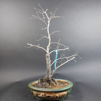 Preview: Bonsai - Diospyros Kaki, Weiblich