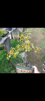 Preview: Bonsai - Diospyros Kaki, Weiblich