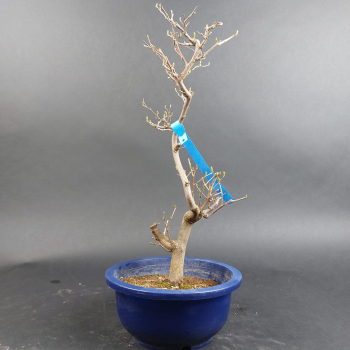 Bonsai - Snowdrop, Styrax japonica