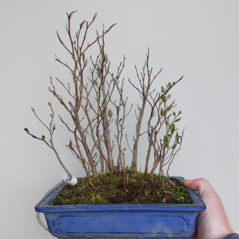 Bonsai - Stewartia Monadelpha