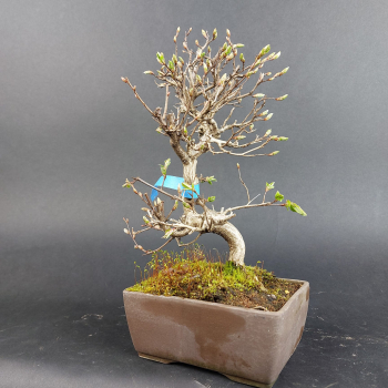 Preview: Bonsai - Carpinus Coreana