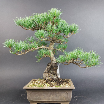 Bonsai - Japanese White Pine, Pinus Pentaphylla