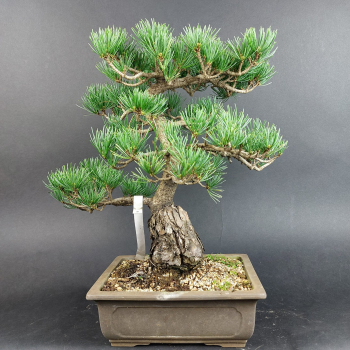 Preview: Bonsai - Japanese White Pine, Pinus Pentaphylla
