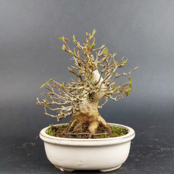 Preview: Bonsai - Trident Maple, Acer Buergerianum, Shohin