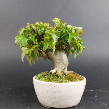Preview: Bonsai - Dreispitzahorn, Acer Buergerianum Shohin