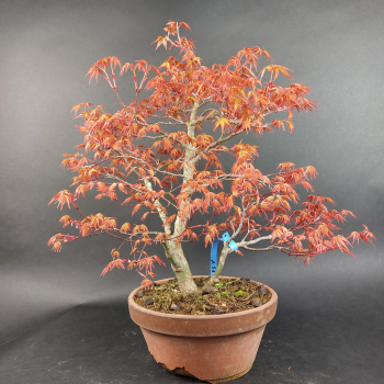 Preview: Bonsai - Fächerahorn, Acer Palmatum Benichidori
