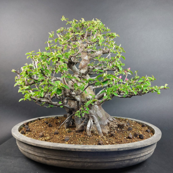 Bonsai - Quitte, Cydonia Sinensis