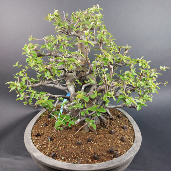 Preview: Bonsai - Quitte, Cydonia Sinensis