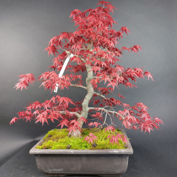 Bonsai - Fächerahorn, Acer Palmatum Deshojo