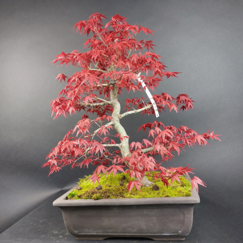 Preview: Bonsai - Fächerahorn, Acer Palmatum Deshojo