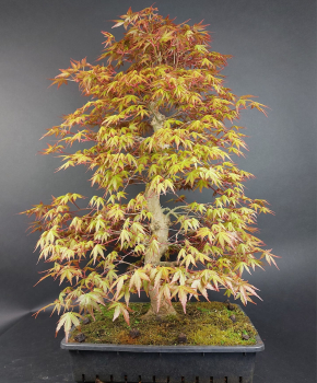 Bonsai - Fächerahorn, Acer Palmatum