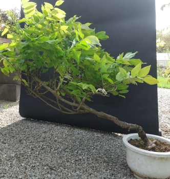 Preview: Bonsai - Wisteria Blauregen, Japan