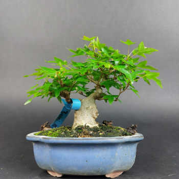 Bonsai - Dreispitzahorn, Acer Buergerianum Shohin