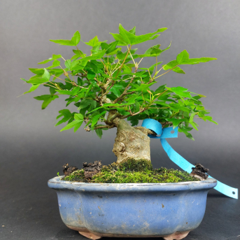 Bonsai - Dreispitzahorn, Acer Buergerianum Shohin
