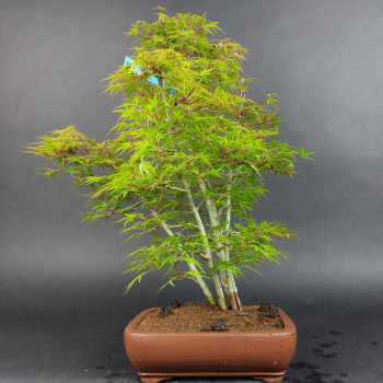 Preview: Bonsai - Fächerahorn, Acer Palmatum Yukihime
