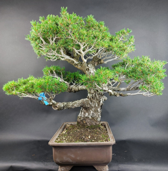 Preview: Bonsai - Mädchenkiefer, Pinus Pentaphylla Kokonoe, Japan