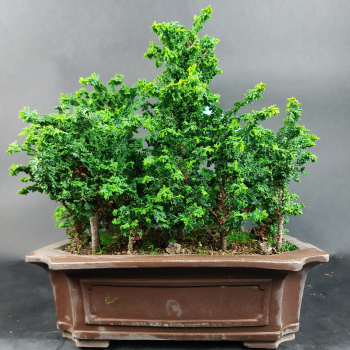 Bonsai - Sekka Hinoki Wald, chamaecyparis obtusa, 17 Bäume, Japan