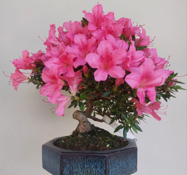 Bonsai - Jap. Satsuki Azalee, Chinzan
