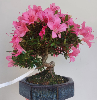 Preview: Bonsai - Jap. Satsuki Azalee, Chinzan