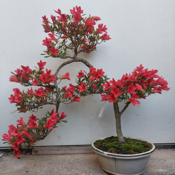 Bonsai - Jap. Satsuki Azalee, Hi no Hikari