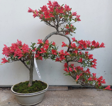 Preview: Bonsai - Jap. Satsuki Azalee, Hi no Hikari