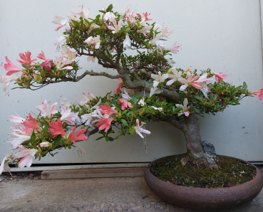 Bonsai - Jap. Satsuki Azalee, Nanbanishiki
