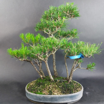 Bonsai - Japanese Black Pine, Pinus Thunbergii, Forest, 7 Trees