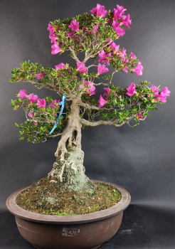 Bonsai - Jap. Satsuki Azalee, Hoshi-no-Kagayaki