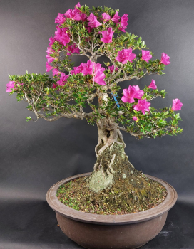 Preview: Bonsai - Jap. Satsuki Azalee, Hoshi-no-Kagayaki