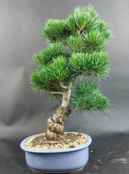 Bonsai - Japanese White Pine, Pinus Pentaphylla