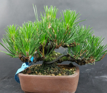 Bonsai - Pinus Thunbergii, Schwarzkiefer, Shohin, Japan